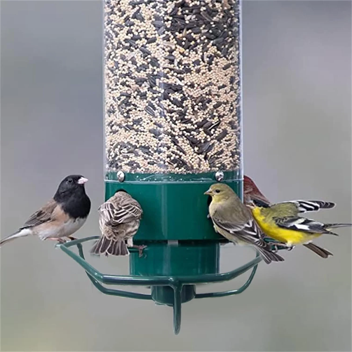 Nutriente per Uccelli a Prova di Scoiattolo