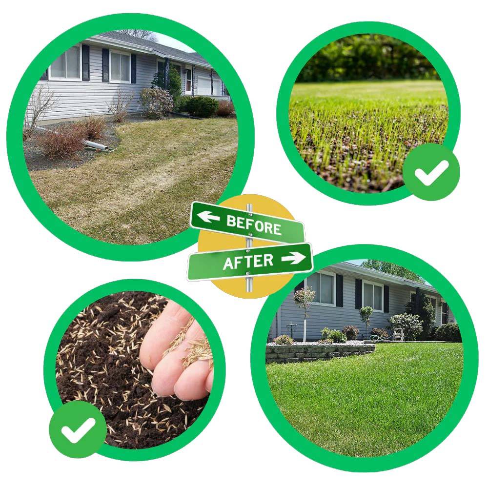 Tappeto di Semi di Erba Verde Quick Fix